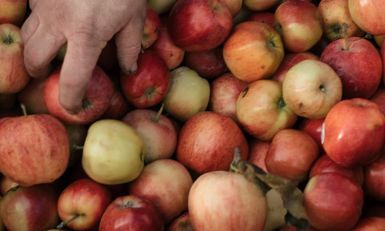 A hand reaching to grab apples from a large pile.